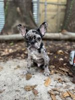 French Bulldog Puppies for sale in New Orleans, LA, USA. price: $6,550