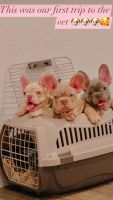 French Bulldog Puppies for sale in Antioch, CA, USA. price: $5,000