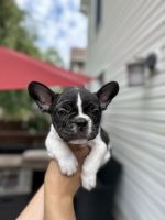 French Bulldog Puppies for sale in Fair Lawn, NJ 07410, USA. price: $2,800
