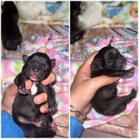 French Bulldog Puppies for sale in Seattle, WA 98146, USA. price: NA
