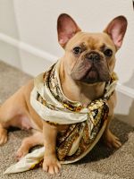 French Bulldog Puppies for sale in Antioch, CA, USA. price: $3,500