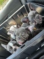 French Bulldog Puppies for sale in San Jacinto, CA, USA. price: $3,500