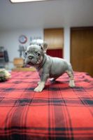 French Bulldog Puppies for sale in Egg Harbor Township, NJ, USA. price: $2,750
