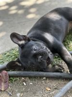 French Bulldog Puppies for sale in West Covina, CA, USA. price: $1,500