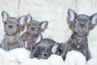 French Bulldog Puppies for sale in Los Angeles, CA, USA. price: $3,500