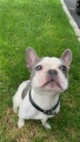 French Bulldog Puppies for sale in Lake Success, NY, USA. price: $3,500