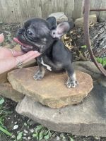 French Bulldog Puppies for sale in Bartlesville, OK, USA. price: $1,500