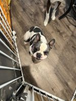 French Bulldog Puppies for sale in San Jacinto, CA 92582, USA. price: NA
