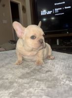 French Bulldog Puppies for sale in Patterson, CA 95363, USA. price: $1,500