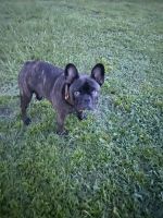 French Bulldog Puppies for sale in Conway, SC, USA. price: $1,800