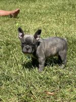 French Bulldog Puppies for sale in Americus, GA 31709, USA. price: $3,500