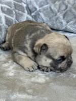 French Bulldog Puppies for sale in Renton, WA, USA. price: $3,000