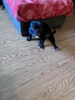 French Bulldog Puppies for sale in 8825 Woodman Ave, Arleta, CA 91331, USA. price: $25,000