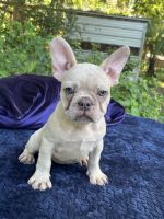 French Bulldog Puppies for sale in Lake City, FL, USA. price: $4,000