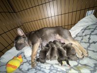 French Bulldog Puppies for sale in Portland, OR, USA. price: $2,500