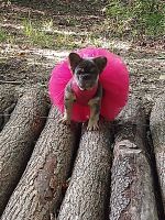 French Bulldog Puppies for sale in Solsberry, IN 47459, USA. price: $6,500
