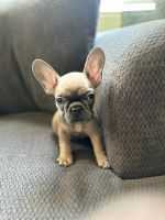 French Bulldog Puppies for sale in Moorpark, CA 93021, USA. price: $4,000