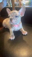 French Bulldog Puppies for sale in Bakersfield, CA, USA. price: $2,000