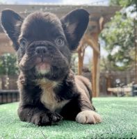 French Bulldog Puppies for sale in Las Vegas, NV 89138, USA. price: $6,000