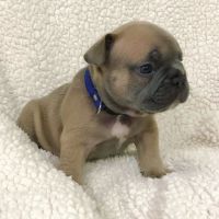 French Bulldog Puppies for sale in Dallas, TX, USA. price: $800