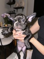 French Bulldog Puppies for sale in Arlington, VA, USA. price: $1,500