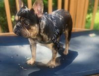 French Bulldog Puppies for sale in Waldorf, MD, USA. price: $2,500