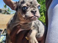 French Bulldog Puppies for sale in Menifee, CA, USA. price: $2,500
