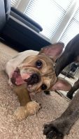 French Bulldog Puppies for sale in Irving, TX, USA. price: $12,000