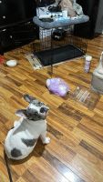 French Bulldog Puppies for sale in Suffolk, VA, USA. price: $5,000