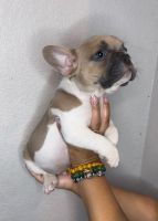 French Bulldog Puppies for sale in Costa Mesa, CA, USA. price: $4,500
