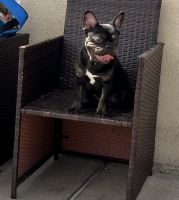 French Bulldog Puppies for sale in West Hollywood, CA 90046, USA. price: $1,000