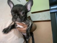 French Bulldog Puppies for sale in Bronx, NY, USA. price: $1,500