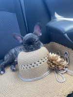 French Bulldog Puppies for sale in Bronx, NY, USA. price: $1,500