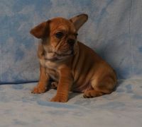 French Bulldog Puppies for sale in Los Angeles, CA, USA. price: $3,000
