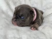 French Bulldog Puppies for sale in Redlands, CA, USA. price: $4,500
