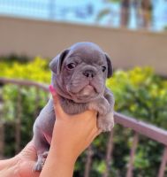 French Bulldog Puppies for sale in Oxnard, CA 93030, USA. price: NA