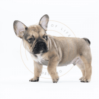 French Bulldog Puppies for sale in Los Angeles, CA, USA. price: $2,500