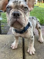 French Bulldog Puppies for sale in Chesapeake, VA, USA. price: $2,500