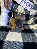 French Bulldog Puppies for sale in Griffin, GA, USA. price: $2,000