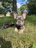 French Bulldog Puppies for sale in New York, NY, USA. price: $4,200