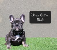 French Bulldog Puppies for sale in Oxnard, CA 93033, USA. price: $3,300