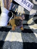 French Bulldog Puppies for sale in Griffin, GA, USA. price: $2,000