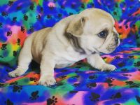 French Bulldog Puppies for sale in Tampa, FL, USA. price: $3,500