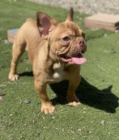 French Bulldog Puppies for sale in Riverside, CA, USA. price: $1,500