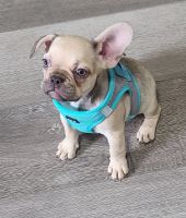 French Bulldog Puppies for sale in Newton, IL 62448, USA. price: $3,000