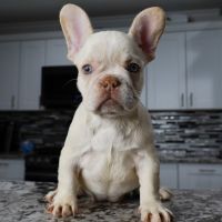 French Bulldog Puppies for sale in Fort Worth, TX 76182, USA. price: $5,000