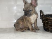 French Bulldog Puppies for sale in Lodi, CA 95240, USA. price: $3,850