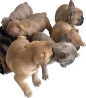French Bulldog Puppies for sale in Sacramento, CA, USA. price: $1,500