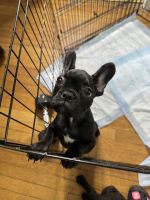 French Bulldog Puppies for sale in New York, NY, USA. price: $3,000