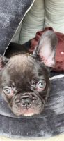 French Bulldog Puppies for sale in Hampton, VA, USA. price: $2,500